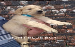 Golden Retriever dogs for sale: KC GOLDEN RETRIEVER PUPPIES HEALTH TESTED PARENTS  - Image 7