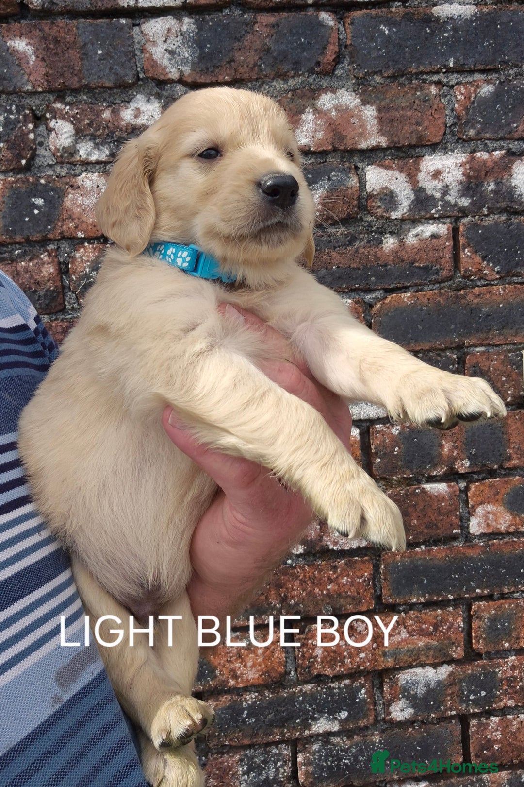 Golden Retriever dogs for sale: KC GOLDEN RETRIEVER PUPPIES HEALTH TESTED PARENTS  - Image 7