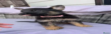 German Shepherd Puppy 5