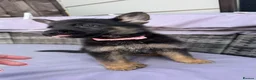 German Shepherd dogs for sale: 10 beautiful German shepherd puppies - Advert 13