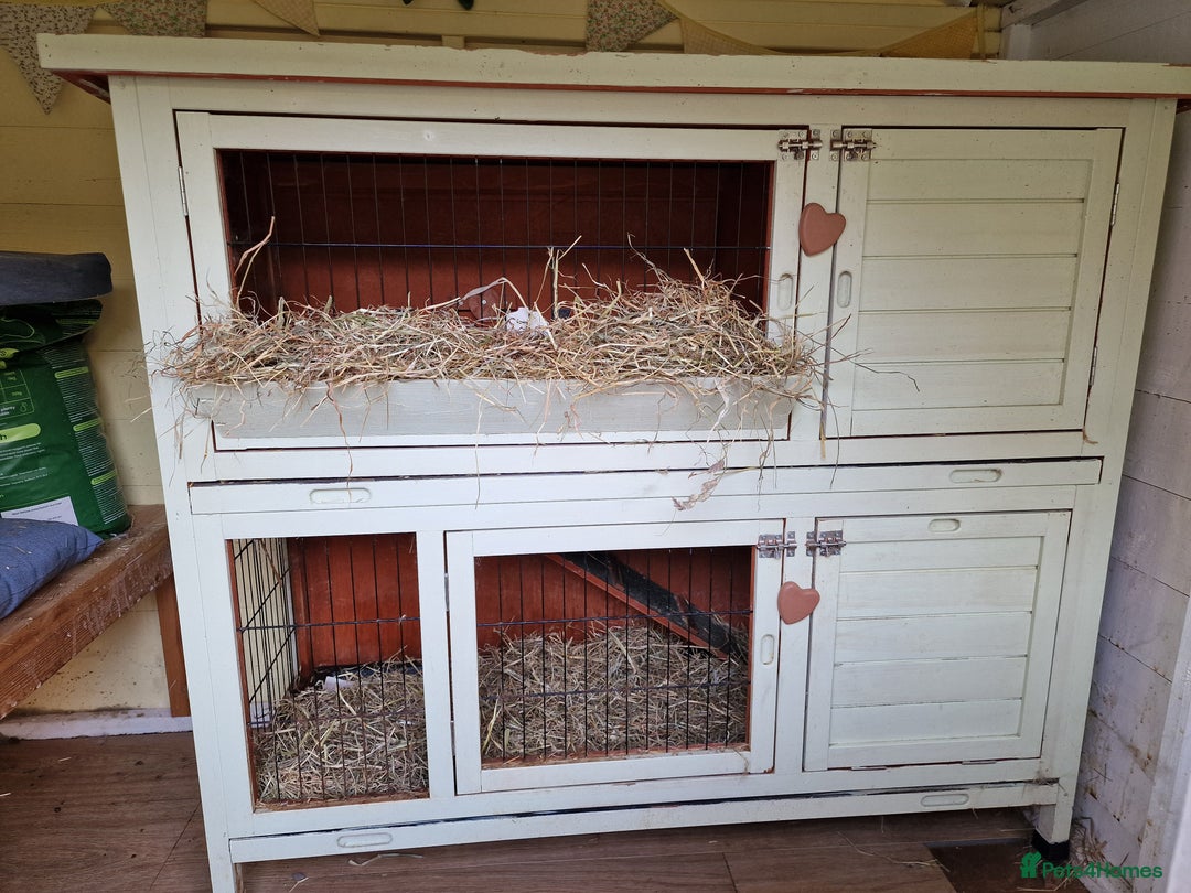 Mini Lop rabbits for sale: Mini lops for sale  - Image 5