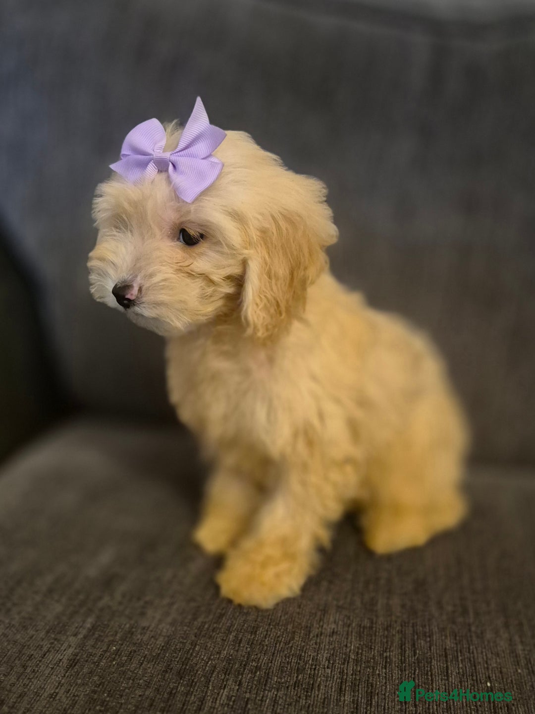 Cockapoo dogs for sale: Stunning F1 Cockapoo Puppies  - Advert 3