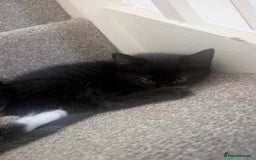 Mixed Breed cats for sale: 2 kittens looking for home - Advert 11
