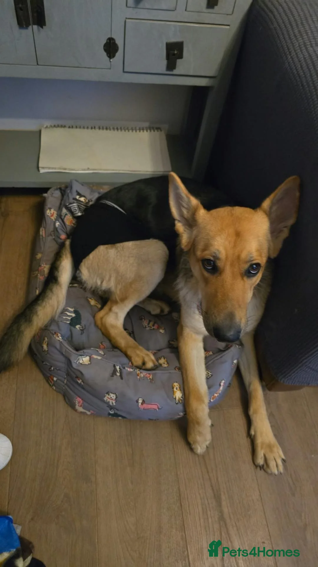 Shepsky dogs for sale: Shepsky puppies in Lutterworth - Advert 1