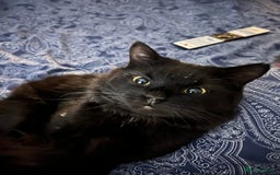 Bombay cats for sale: Milo - black male cat for sale 2 years old  - Image 1