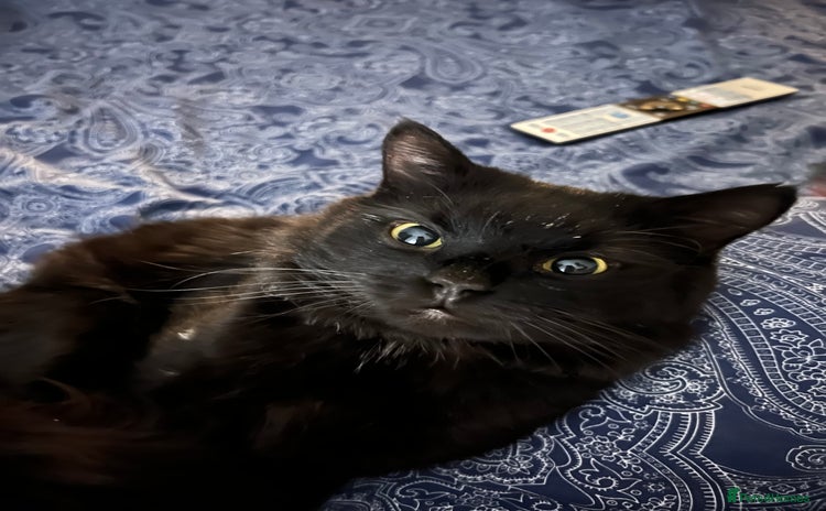 Bombay cats - Advert 8