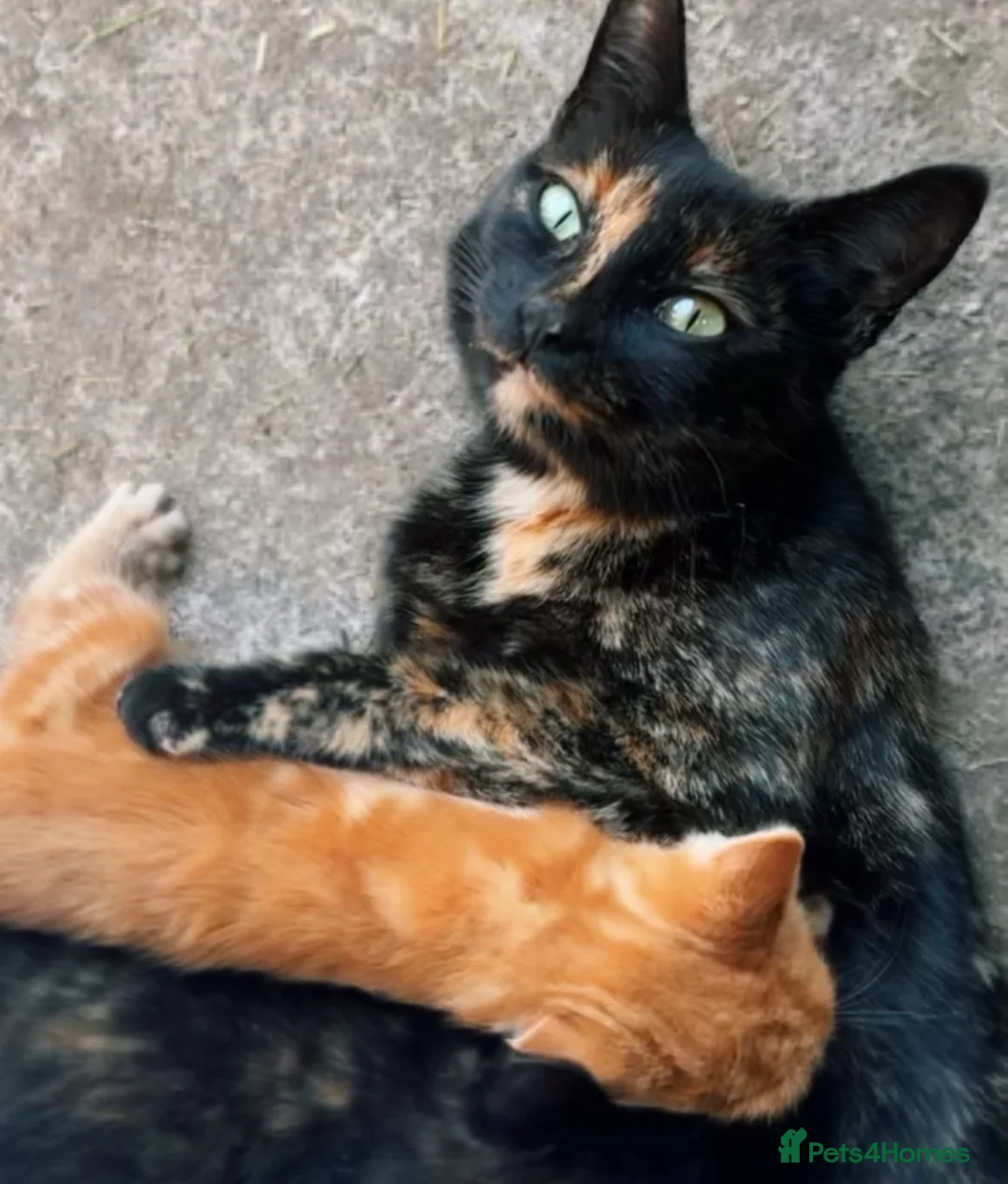 Mixed Breed cats for sale: Very Loving black and white kitten in Wetherby - Advert 2