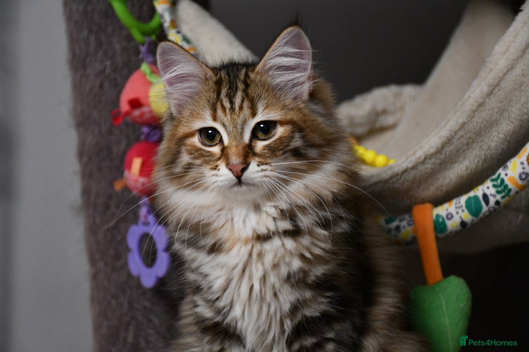 Siberian cats for sale: Siberian From Tunguska House Cattery - Advert 28