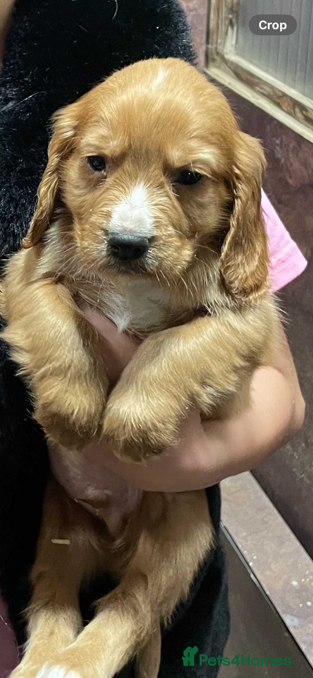 Cocker Spaniel dogs for sale: Cocker Spaniel Puppies - Advert 9