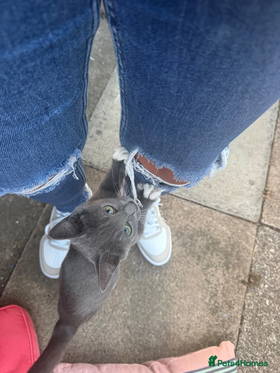 Mixed Breed cats for sale: Russian blue/ragdoll cross - Advert 2
