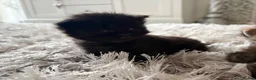 Persian cats for sale: Blue Persian x Red Shorthair Kittens in Epsom - Advert 11