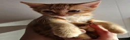 Mixed Breed cats for sale: Mixed Breed Kittens/Price Individual - Advert 6