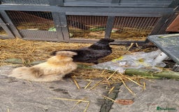 Chickens poultry for sale: Silkie chickens for sale - Image 5