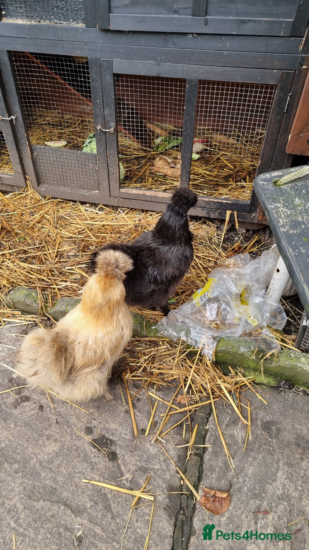Chickens poultry for sale: Silkie chickens for sale - Image 5