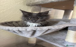 Maine Coon cats for sale: Brother and sister Maine coon kittens - Image 3