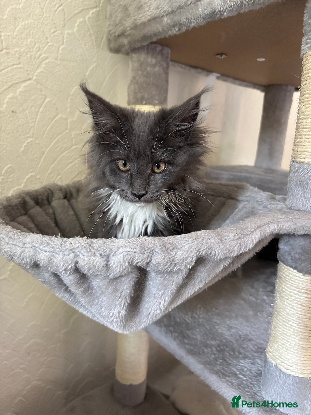 Maine Coon cats for sale: Brother and sister Maine coon kittens - Image 3