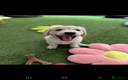 Golden Retriever dogs for sale: Beautiful Golden Retriever Puppies - Image 10