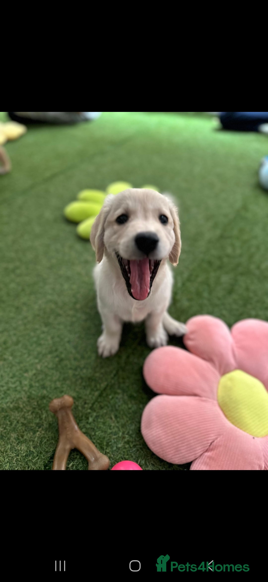 Golden Retriever dogs for sale: Beautiful Golden Retriever Puppies - Image 10