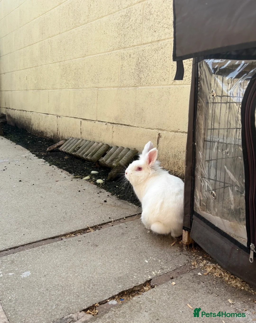 Lionhead rabbits for sale: Lionhead female rabbit  - Advert 4