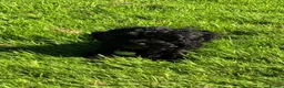 Cavapoo dogs for sale: Home reared female black cavapoo - Advert 2