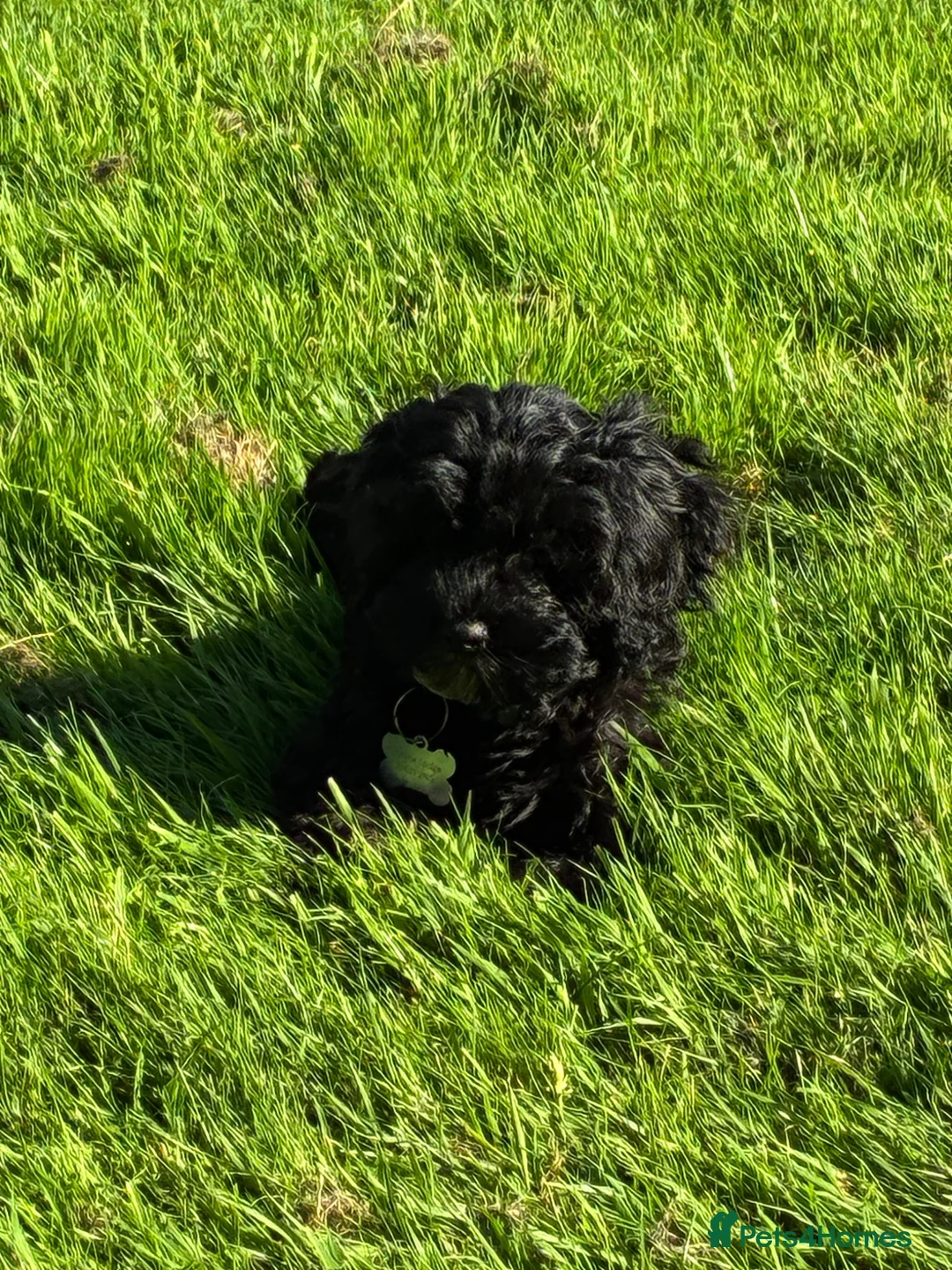 Cavapoo dogs for sale: Home reared female black cavapoo - Advert 2