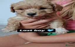 Maltipoo dogs for sale: Maltipoo F1 - Image 2