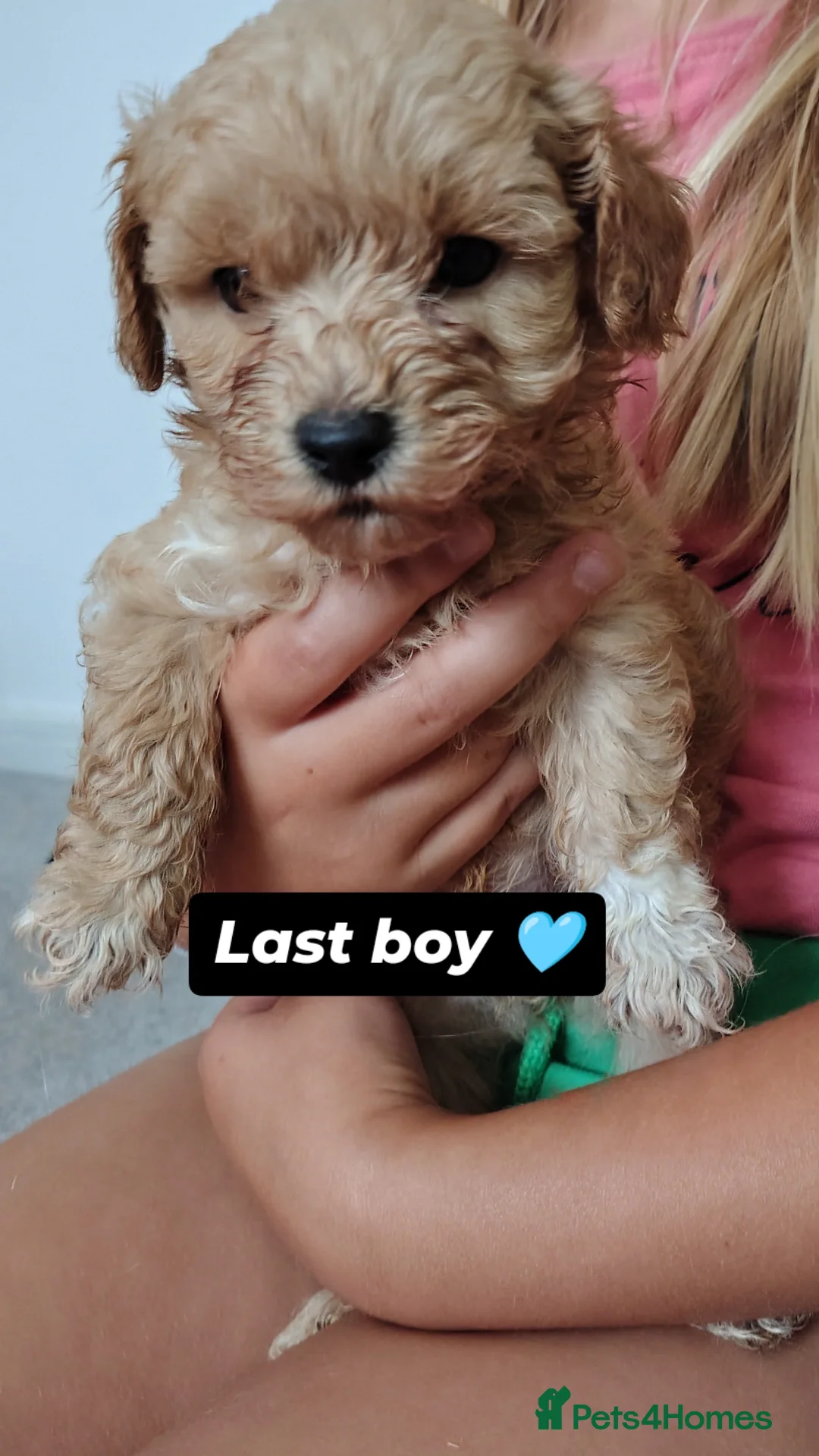 Maltipoo dogs for sale: Maltipoo F1 - Image 2