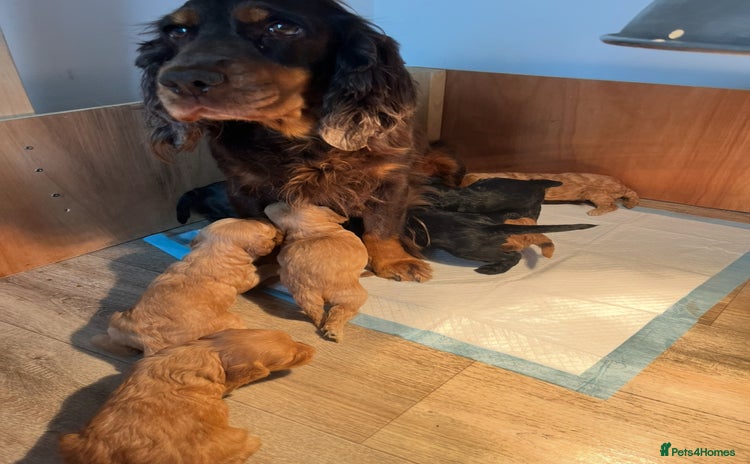 Cockapoo dogs - Advert 1