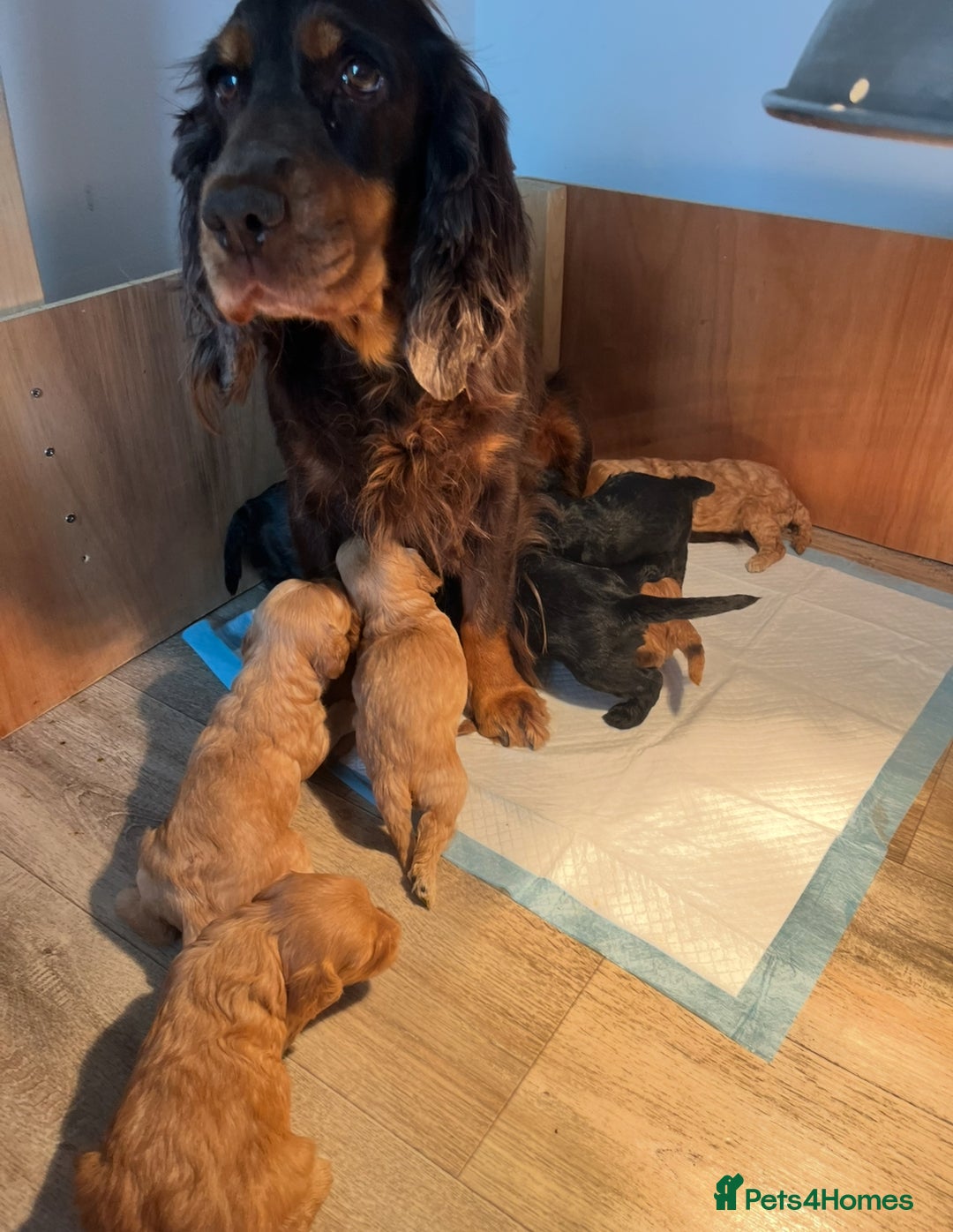 Cockapoo dogs for sale: 8 gorgeous Cockapoos  - Image 3
