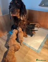 Cockapoo dogs - Advert 16