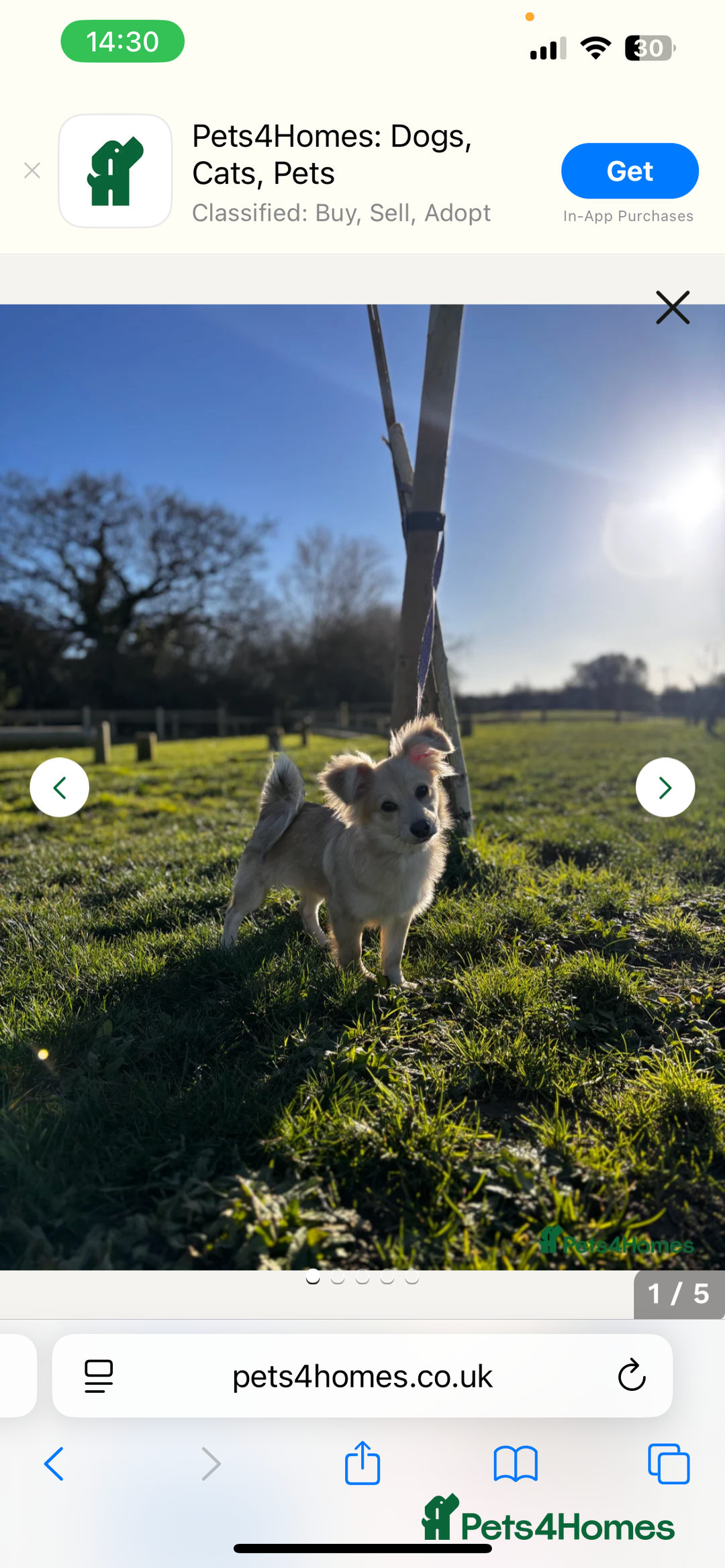 Miniature Dachshund dogs for sale: Dapple mini dachshund & long haired daxi cross - Advert 16