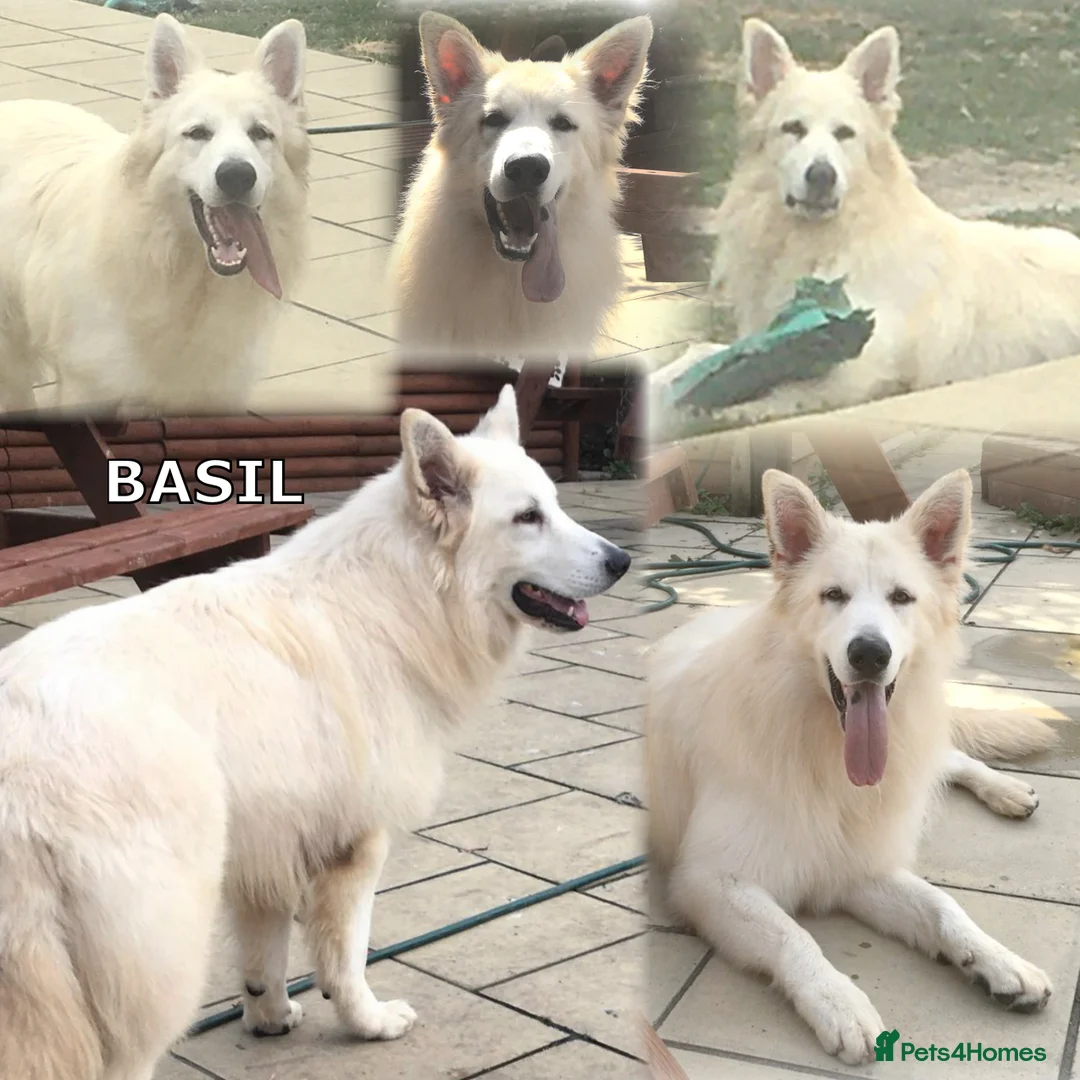 German Shepherd dogs for stud: KC Reg Basil At Stud Fully Health Tested  in Wisbech - Advert 8