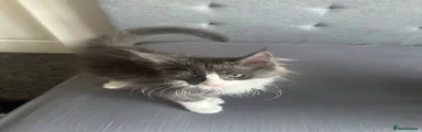 Maine Coon 2