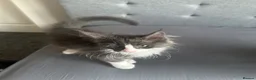 Maine Coon cats for sale: Full breed Maine coon  - Advert 9