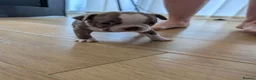 Boston Terrier dogs for sale: Boston Terrier Puppies  in Port Talbot - Advert 27