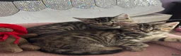 Siberian cats for sale: siberian/european shorthair ready for new homes! - Advert 4