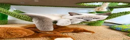 British Shorthair cats for sale: British Short Hair mix kittens  in Abertillery - Advert 4