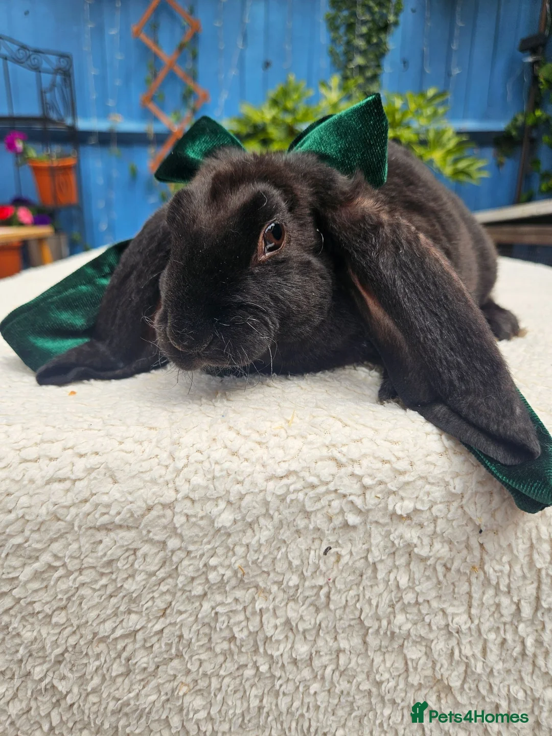 Rex rabbits for sale: Luxury Velveteen Lops  - Advert 1