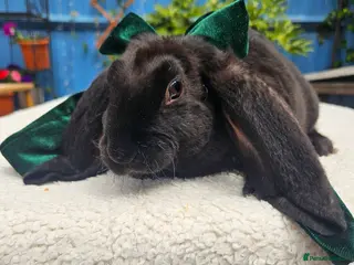 Rex rabbits Luxury Velveteen Lops - Advert 1