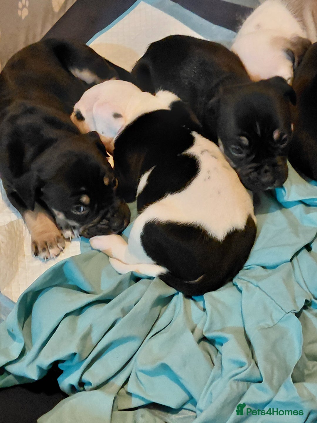 Mixed Breed dogs for sale: Boxer x pups - Advert 2