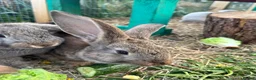Continental Giant rabbits for sale: Giant conti with giant french lop - Advert 30
