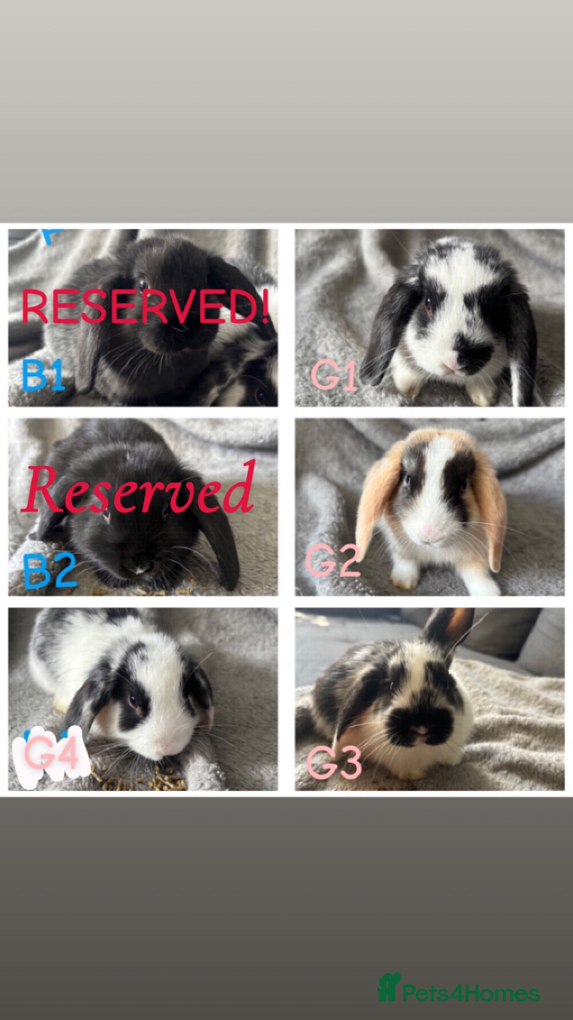 Mini Lop rabbits MINI LOPS READY NOW💗🐰 - Advert 17