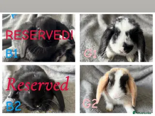 Mini Lop rabbits MINI LOPS READY NOW💗🐰 - Advert 6