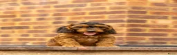 Cockapoo dogs for sale: 🐶 Cockerpoo Puppies – Loving Forever Homes 🐶 - Advert 22