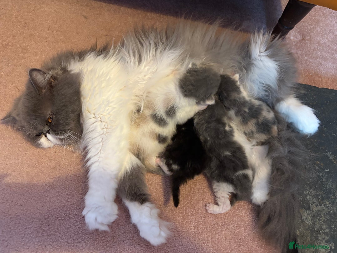 Persian cats for sale: Persian Male kitten  - Image 2