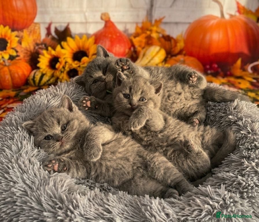 British Shorthair cats British Shorthair Kittens - Advert 1