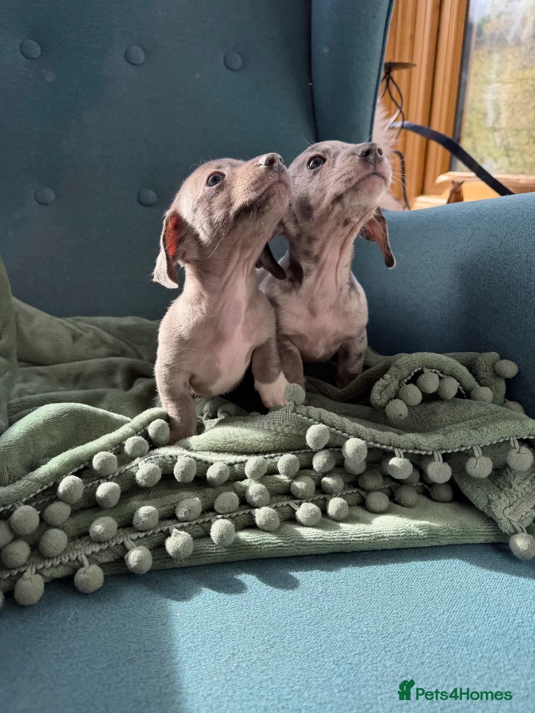 Miniature Dachshund dogs for sale: Miniature dachshund puppies  in Bucknell - Advert 5