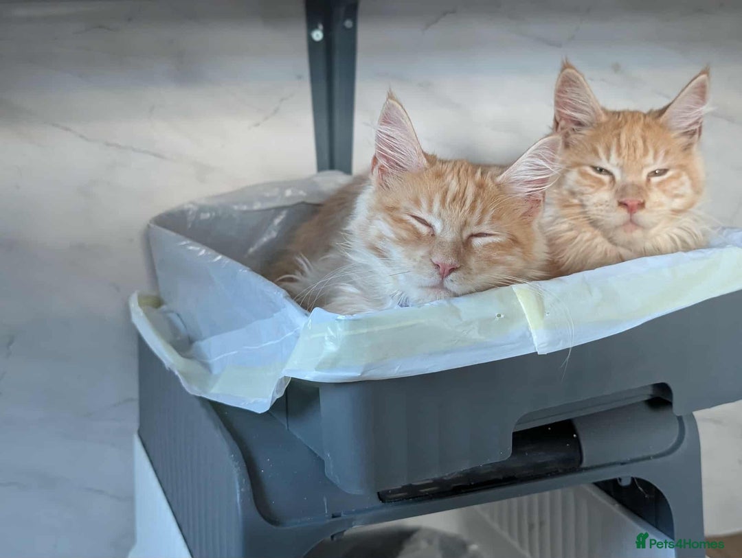 Maine Coon cats for sale: Brother and sister Maine coon kitten - Image 4