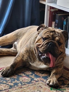 English Bulldog dogs Bubba - Advert 1