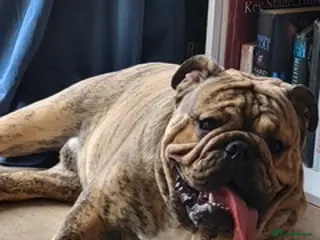 English Bulldog dogs Bubba - Advert 1